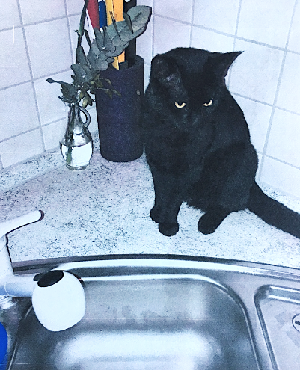 Bild aus dem Vereinsarchiv