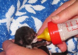 Ehrung Jutta Framenau 1