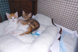 Ehrung Jutta Framenau 2