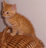 Bild aus dem Vereinsarchiv