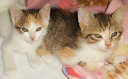 Bild aus dem Vereinsarchiv