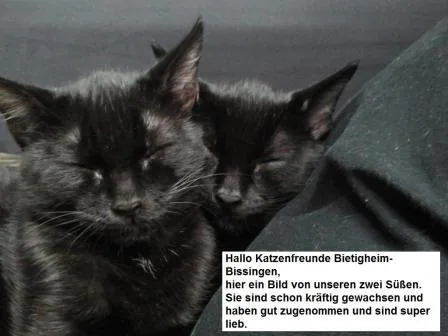 Bild aus dem Vereinsarchiv