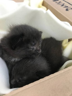 Gerettetes Katzenbaby 2