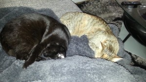 Bild aus dem Vereinsarchiv