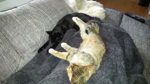 Bild aus dem Vereinsarchiv