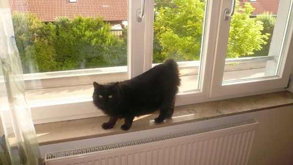 Bild aus dem Vereinsarchiv