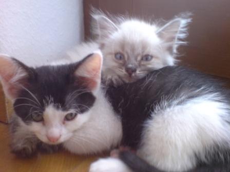 Bild aus dem Vereinsarchiv