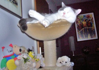 Bild aus dem Vereinsarchiv