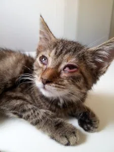 Katzenschnupfen
