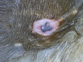 Projektil in der Haut einer Katze