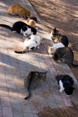Tierheim Bietigheim Bissingen Katzen